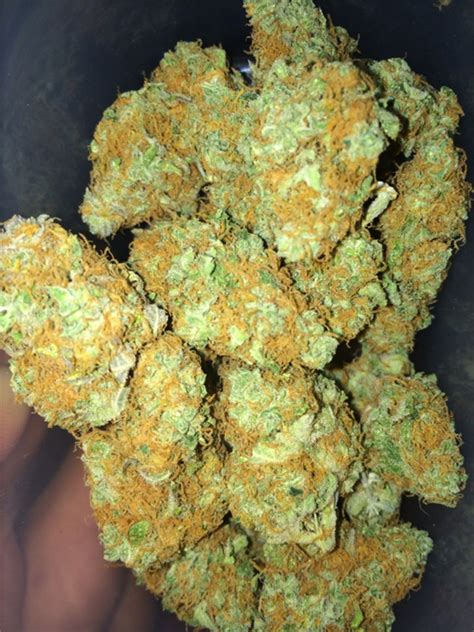 gucci x versace weed strain|versace strain.